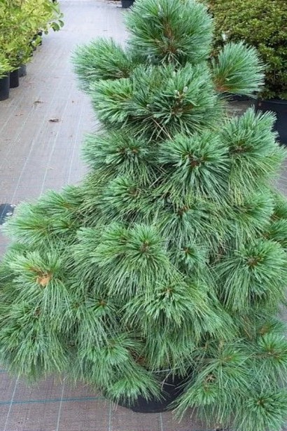 Сосна шверина Витхорст